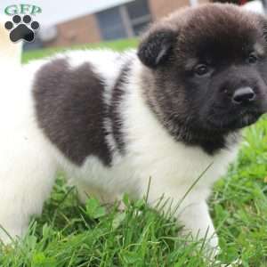 AKC Blossom, Akita Puppy